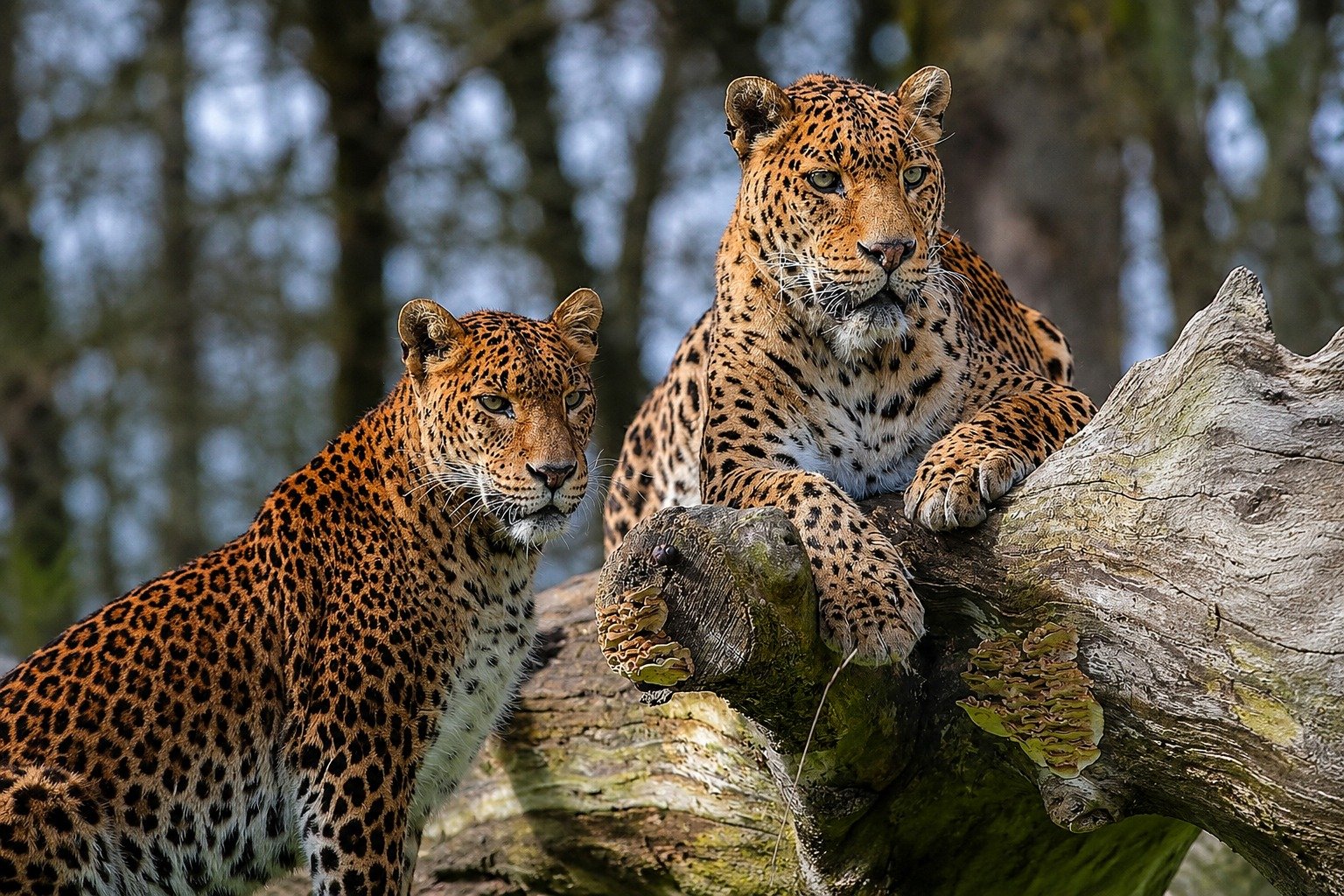More places yala nationa park